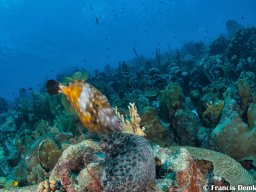 Bonaire