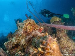 Bonaire