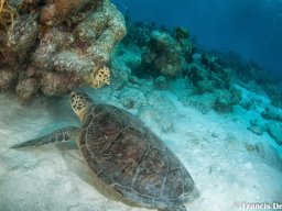 Bonaire