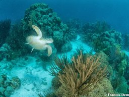 Bonaire