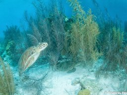 Bonaire