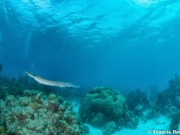 Bonaire