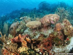 Bonaire