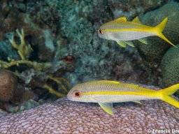 Bonaire