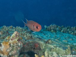 Bonaire