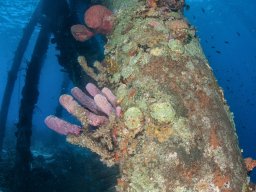 Bonaire