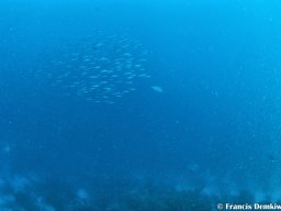 Bonaire